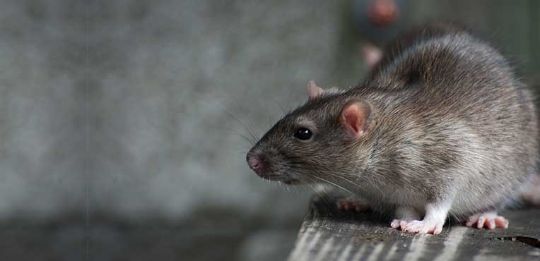 rats