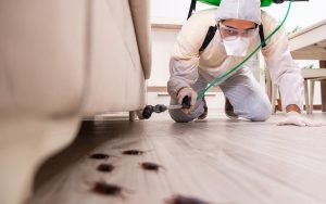 desinsectisation-elimination-cafards-michkatpro